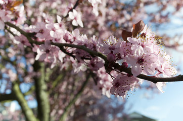 Cherry blossom
