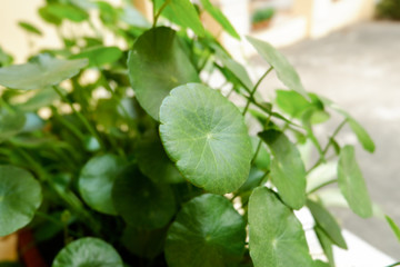 Centella asiatica Urban