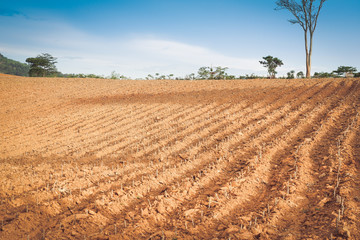 Soil prepare for cassava cultivation, plain area