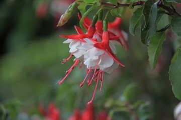 Delicate Fuschia