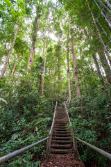 Fototapeta na wymiar nature trail,path with wooden bridge in deep forest (National Park, Thailan)
