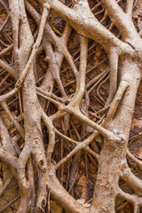 Banyan tree on the wall at Redi fort, Maharashtra, India.