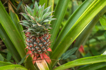 Obraz premium Pineapple growing on the farm, Space Plantation, India