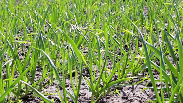 Young garlic is planted in rows in a garden or in a field. Agricultural background