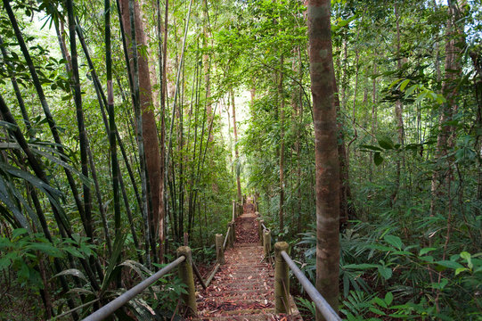Fototapeta nature trail,path with wooden bridge in deep forest (National Park, Thailan)