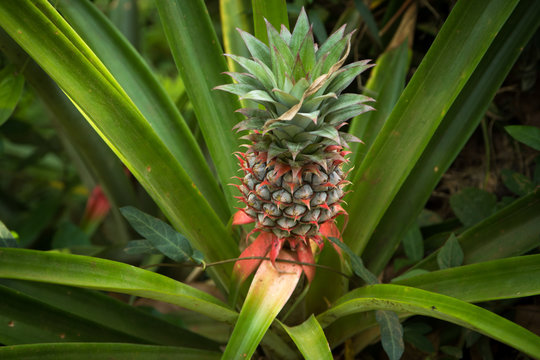 Pineapple growing on the farm, Space Plantation, India