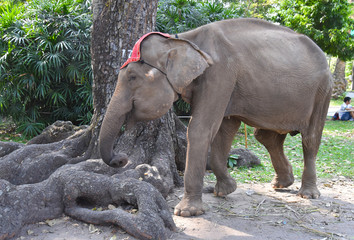 サイゴン動物園の象