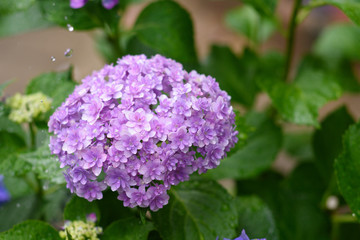 Fototapeta premium Hydrangea and drop of water
