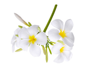 Obraz na płótnie Canvas white frangipani (plumeria) flower isolated on white background