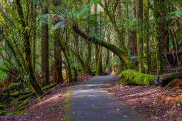 Tropical forest in Mount Field National Park Tasmania. Australia.