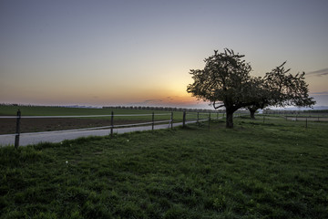 Fototapeta na wymiar Pferdekoppel im Sonnenaufgang