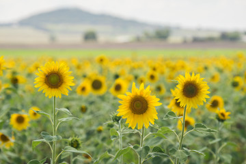 sunflowers in a field near Toowoomba, Queensland, Australia.