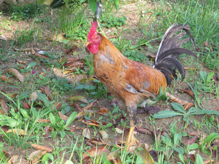 Cockerel on roadside bank