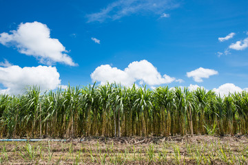Obraz premium Sugarcane field in blue sky and white cloud