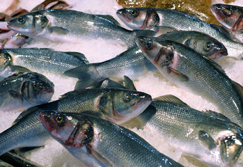 sea bass on display