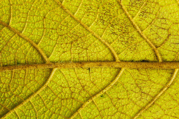 Yellow leaf texture macro closeup. Beautiful natural pattern, Horizontal image.