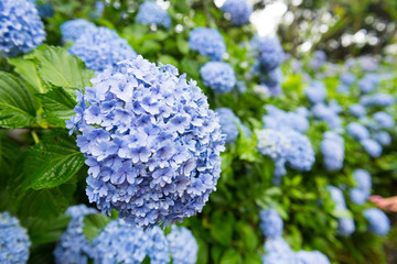 Hydrangea (blue)