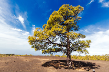 Fototapeta na wymiar Pinus canariensis
