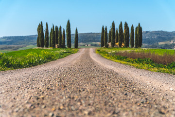 Fototapeta premium Famous cypresses in tuscany road
