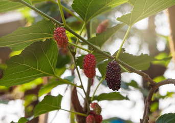 Fresh ripe mulberry on tree.