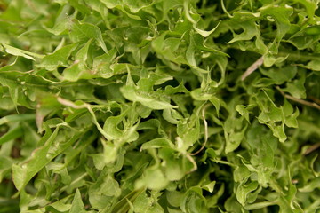 dandelion green leaves in spring, macro