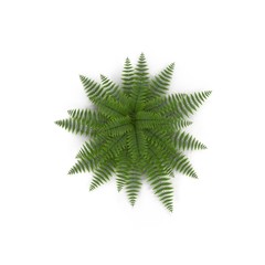 Fern isolated on white. Top view. 3D illustration