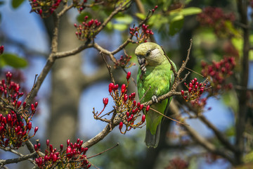 Brown-headed Parrot in Kruger National park, South Africa