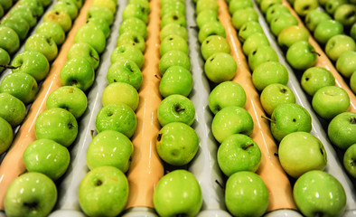 Green delicious apples in packing tub at fruit warehouse