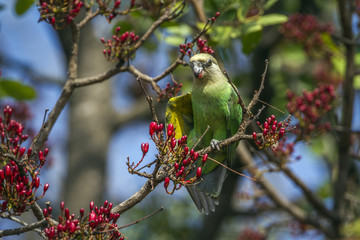 Brown-headed Parrot in Kruger National park, South Africa