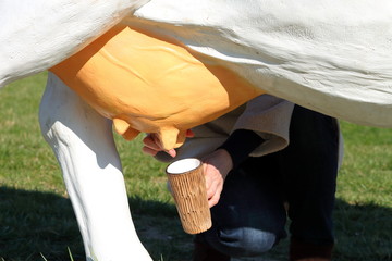Girl is milking udder an artificial cow model in cup. Hands of girl with a clay handmade cup. Joke,...