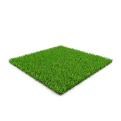 Seashore Paspalum Warm Season Grass on white. 3D illustration