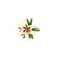 White Lily on white. Top view. 3D illustration