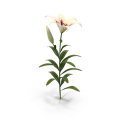White Lily on white. 3D illustration
