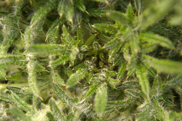 Young leaves of cotton Thistle spring day. Focus