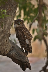 Nice wild owl on a tree in india/beautiful bird in the nature habitat/ranthambhore national park/nocturnal creature/night wildlife