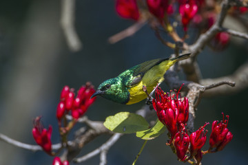 Collared Sunbird in Kruger National park, South Africa