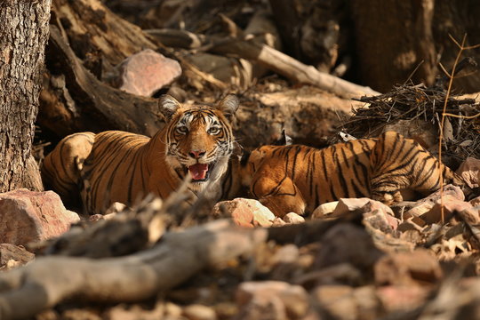 Tiger female and her cub with a dead axis deer/wild animals after hunt in the nature habitat/India