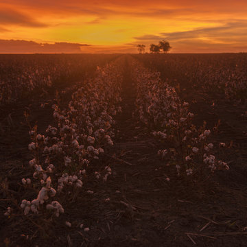 Fields on cotton ready for harvesting in Oakey, Queensland