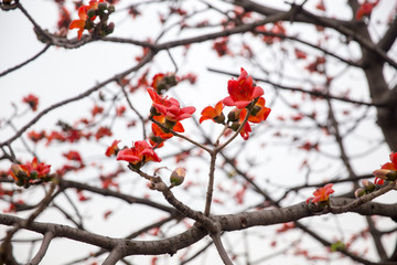 flower on cotton tree in spring