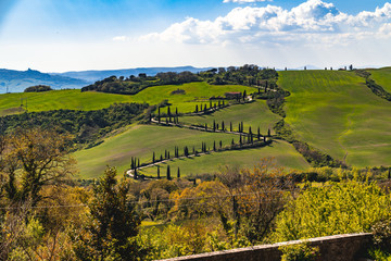 Cypresses windy road in Tuscany