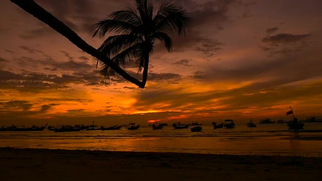 Palm and long tail boats on tropical beach at sunset. Koh Tao island, Surat Thani Province, Thailand