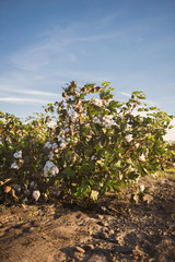 Fototapeta na wymiar Fields on cotton ready for harvesting in Oakey, Queensland