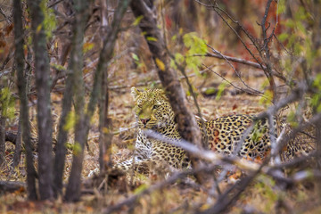 Leopard in Kruger National park, South Africa