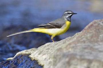 Gebirgsstelze bei der Futtersuche