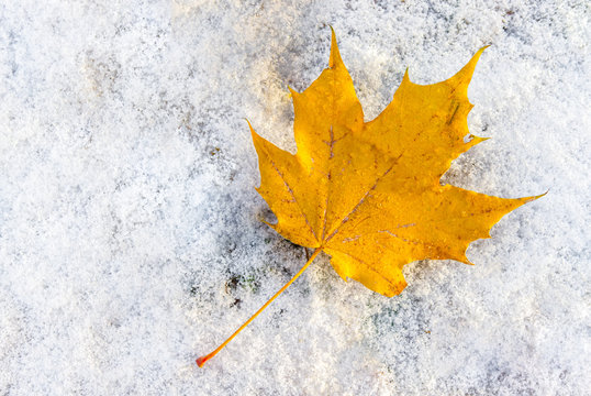 yellow mapple leaf on first snow in autumn. Kemeri, Latvia