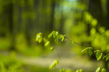 Forest trees. nature green wood backgrounds