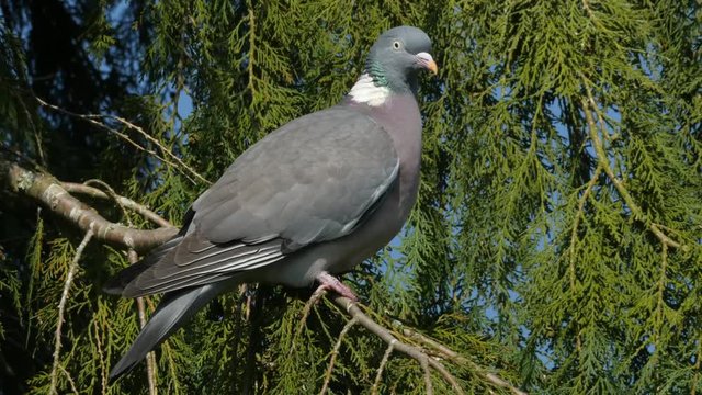 pigeon perching on a branch
