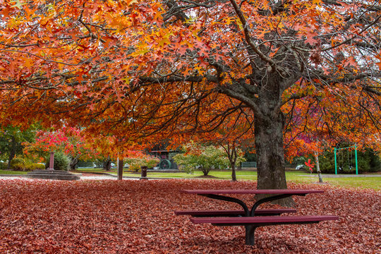 Beautiful Autumn Trees at the park