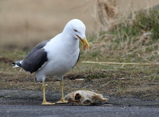 Lesser Black-backed Gull, Larus fuscus, birds of Iceland