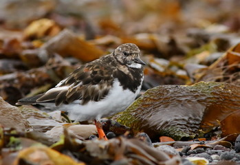  ruddy turnstone, arenaria interpres, birds of Iceland